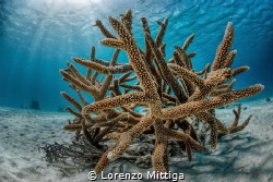 A brench of stag horn coral survived after the hurricane. by Lorenzo Mittiga 